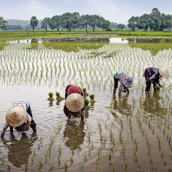Vietnam - farmers in rice field